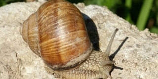Fotografia: Živočíchy