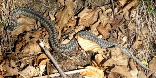 Fotografia: Živočíchy