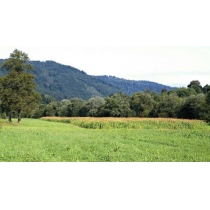 priroda